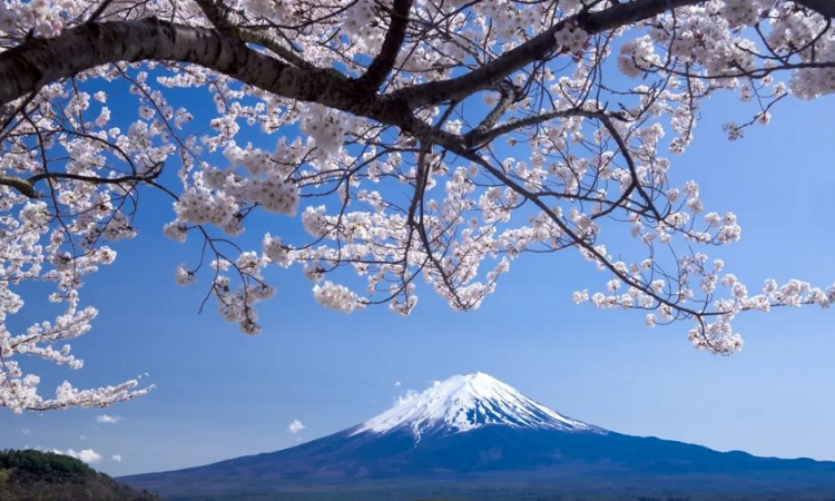 日本公司注册